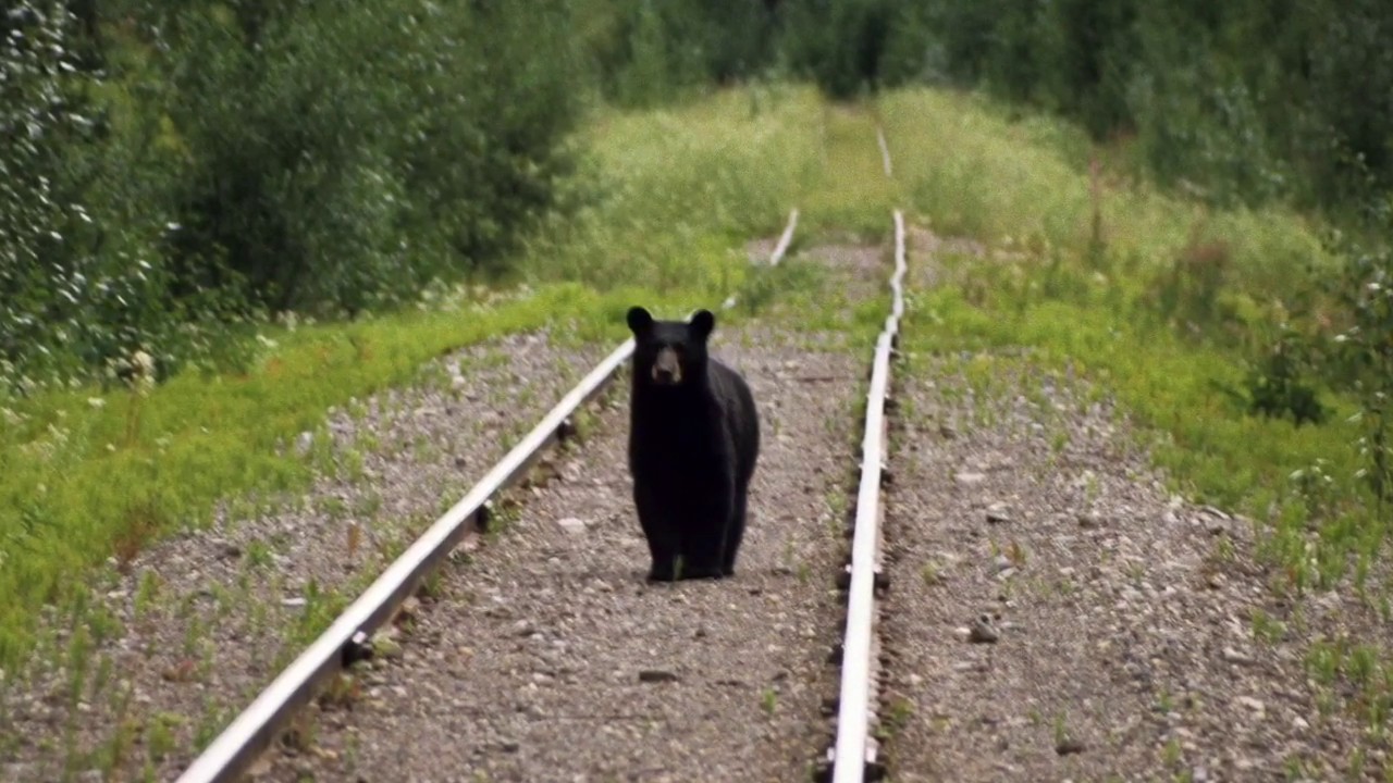 Railbike Wildlife viewing, animals encountered along the rails.