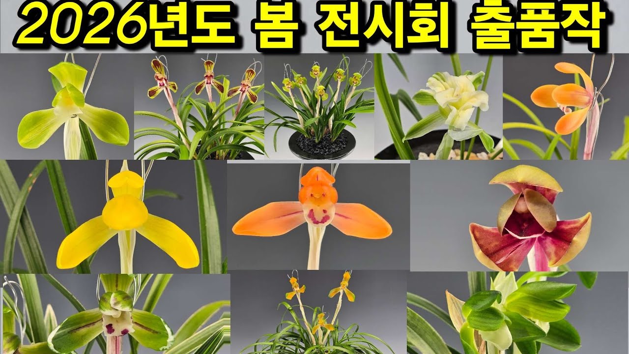 ​한국춘란 판매 | 일출화(꽃6경)·호수(꽃3경)·소담(꽃3경) 등 13점 | 26년 2월25일 춘란장터 #한국춘란 #춘란 #난초 (👇설명란 클릭)