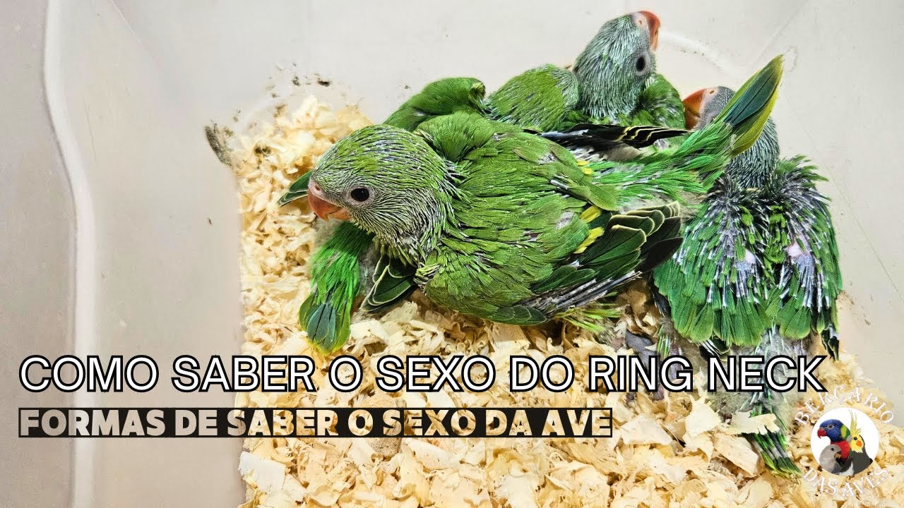 Como Saber se o Ring Neck é Macho ou Fêmea