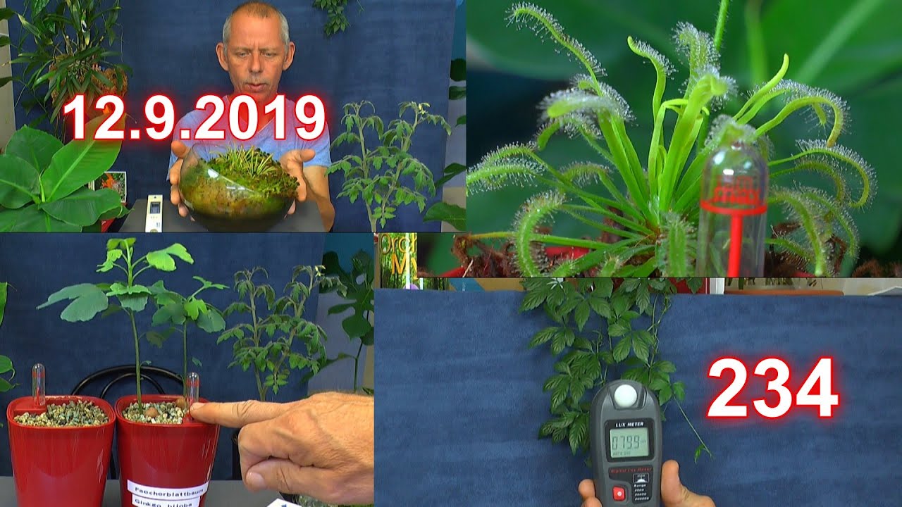 Wunderschöne Updates der Pflanzen durcheinander im grünen. Exoten Bonsai und Karnivoren