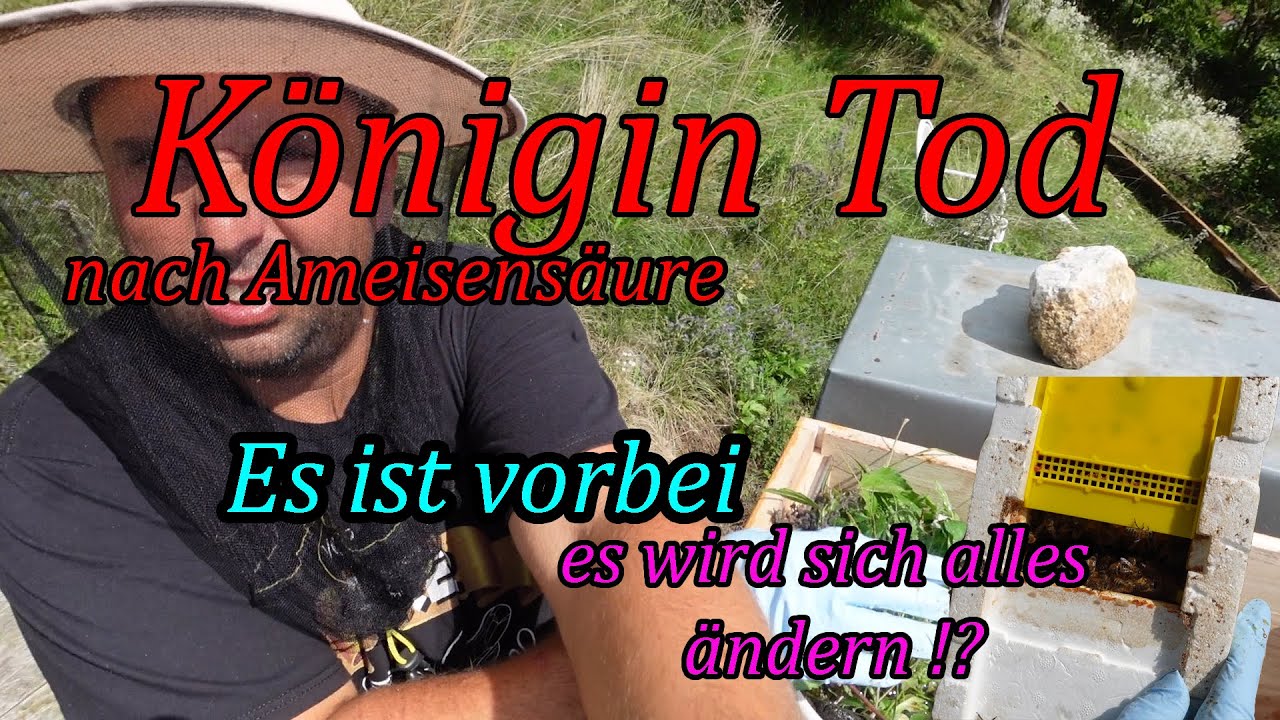 Letzte große Bienendurchsicht im September und Jupp ändert sich.Bienen halten ganz einfach