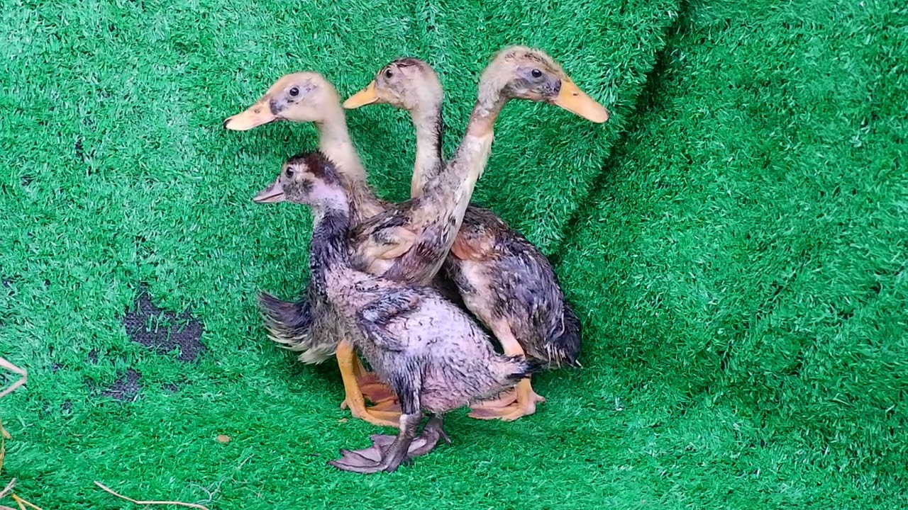 50 day of Yellow Duckling look so Stronger and Happy
