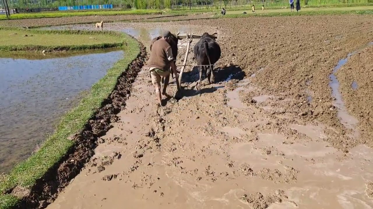old traditional farming in Kashmir
