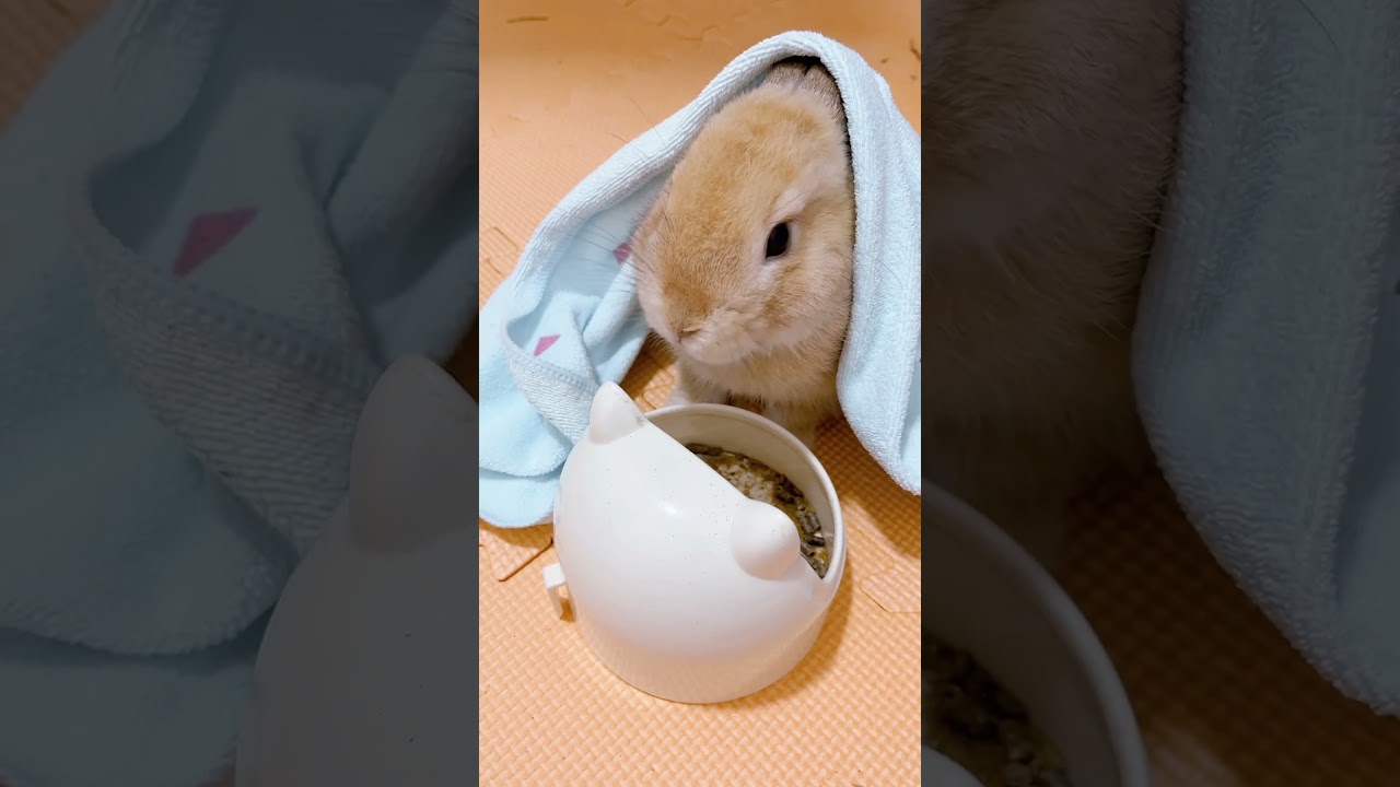 Bunny covered with warm blanket due to cold ears