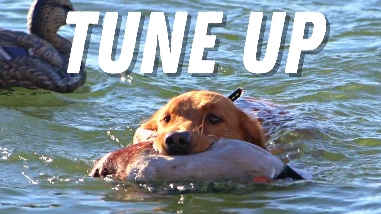 Retriever Training and Duck Hunting the Missouri River | Tune Up | Duck Dog Training