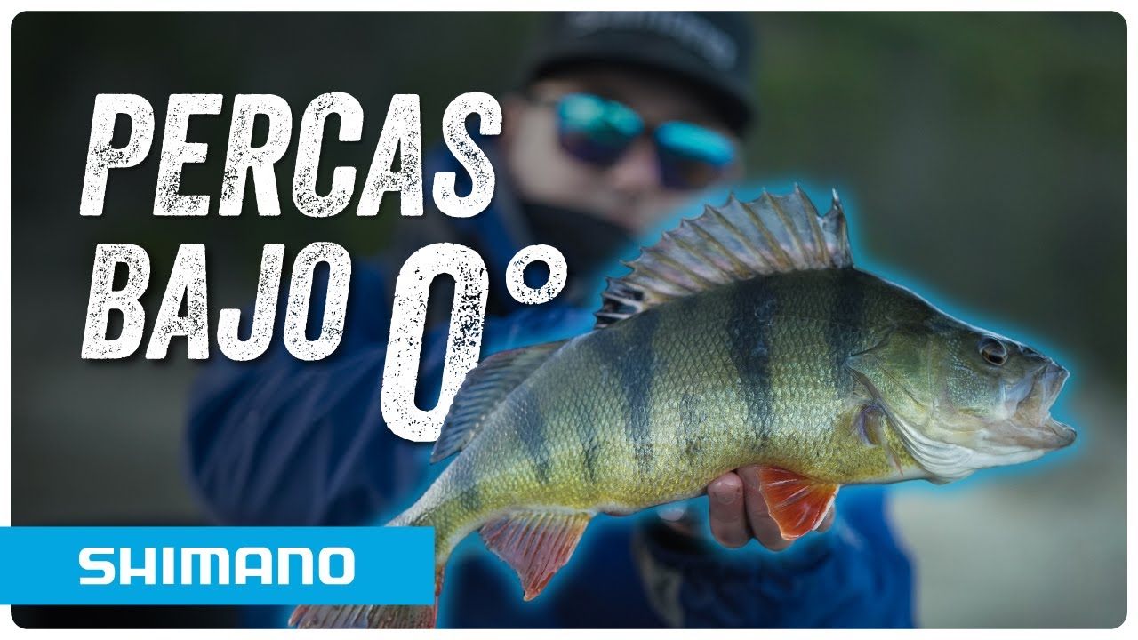 PERCAS BAJO 0 - C&oacute;mo pescar PERCAS FLUVIATIS&nbsp;a&nbsp;SPINNING