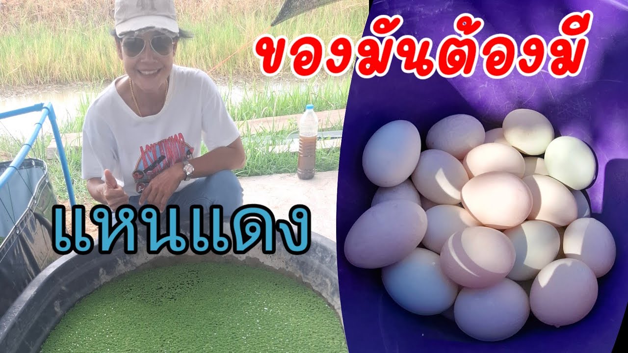 อับเดตเป็ดไข่ที่ซื้อมาใหม่เป็นยังไงบ้างไข่เพิ่มหรือยัง #วิถีชีวิต #เลี้ยงเป็ดไข่ #รีวิว EP.740