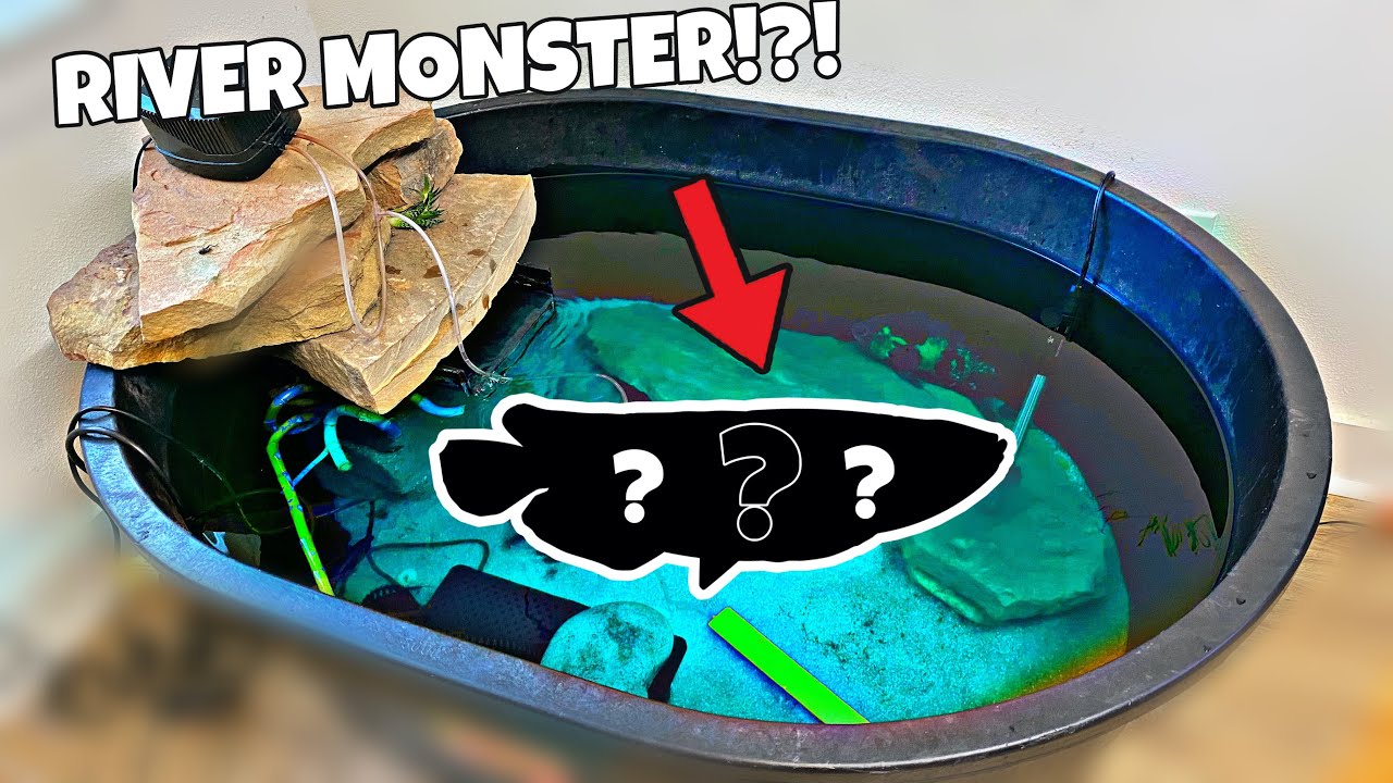 Getting Aggressive Fish For Indoor Pond (Predator Fish)