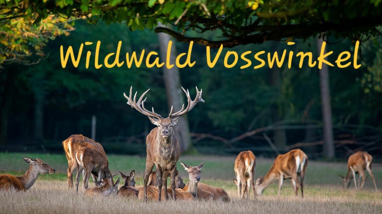 Wildwald Vosswinkel Arnsberg 2025 Tiere Spielplatz