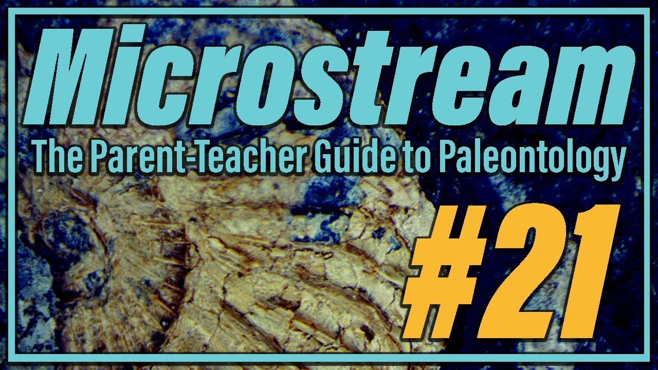 Menefee Turtle Shell | Microstream #21