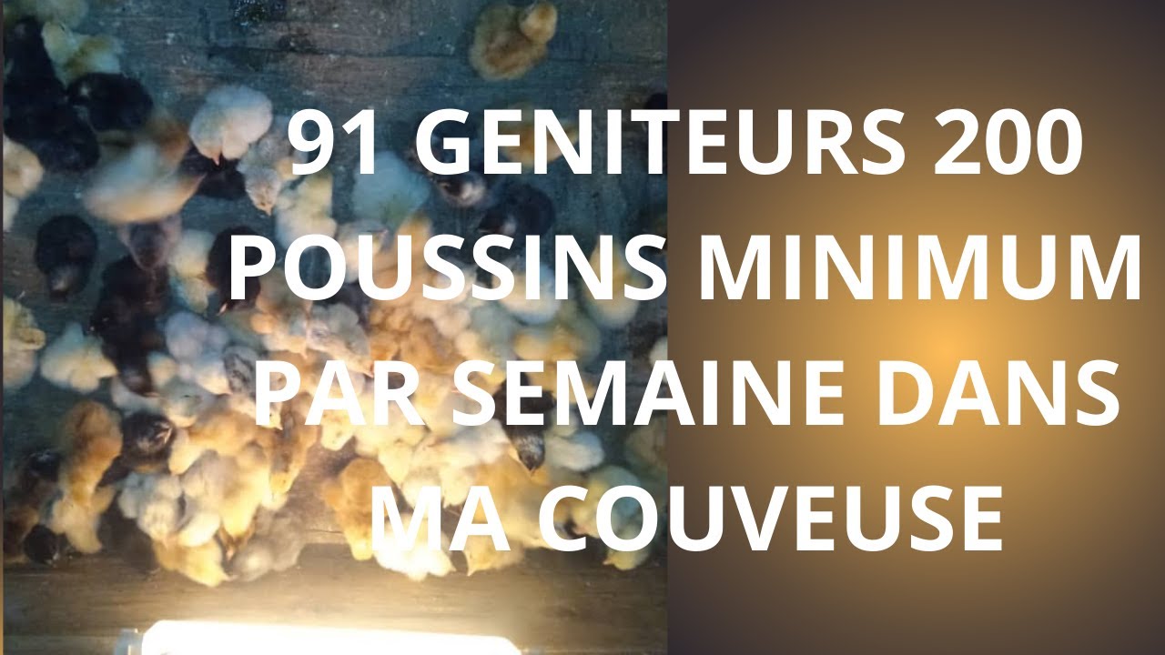 91 geniteurs 200 poussins  minimum par semaine  dans ma couveuse