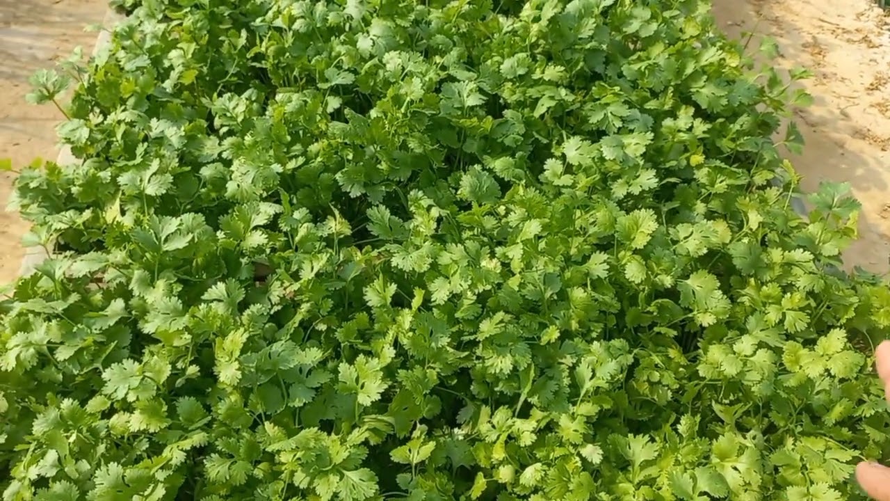 ปลูกผักชีไทยอย่างไร?ให้ได้กอใหญ่รากยาว ถอนขายได้หลายรอบ/เต๋าสายกลาง