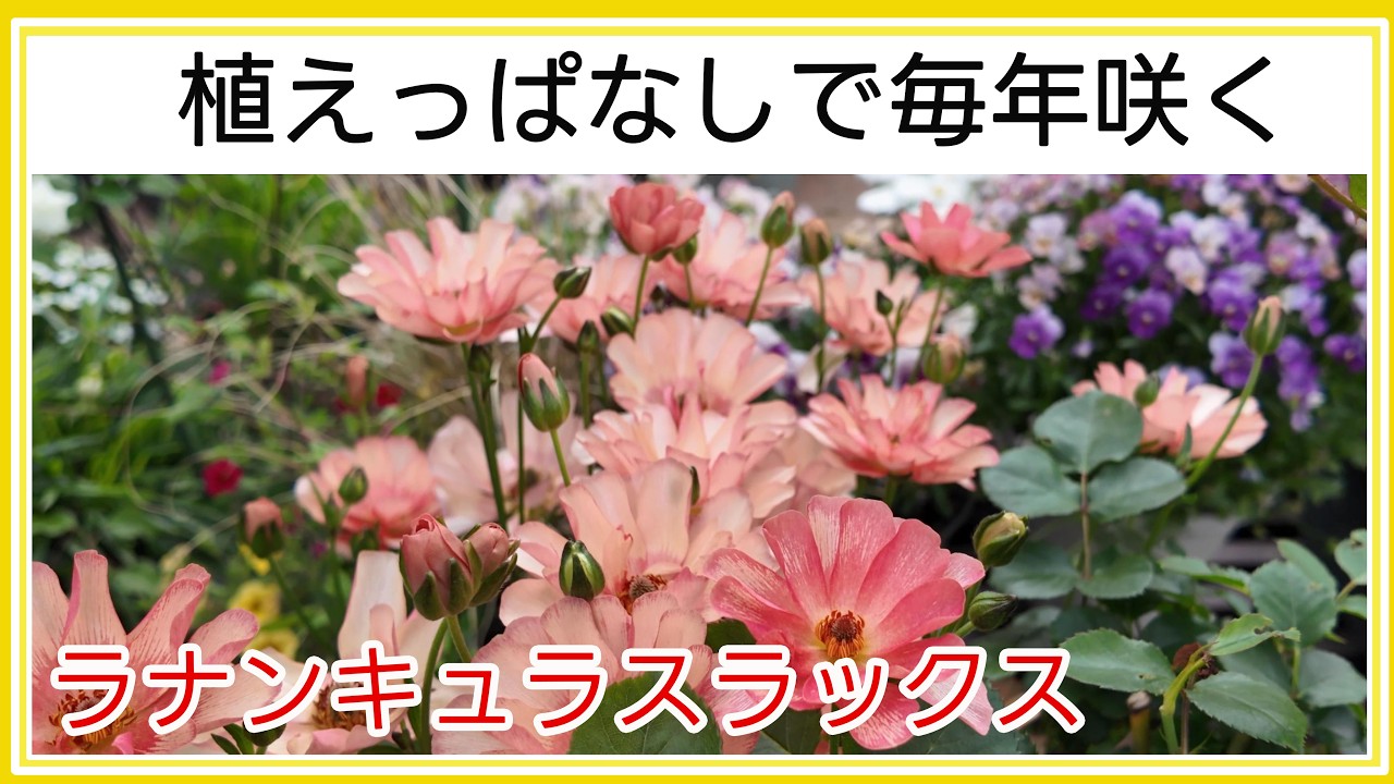 たくさんの花が咲くラナンキュラスラックス7選｜春におすすめの花です
