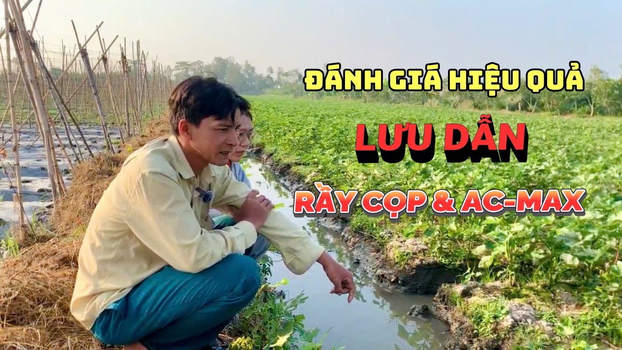 Chia sẻ từ chú Chín về hiệu quả lưu dẫn đối với sản phẩm Rầy cọp và AC-Max