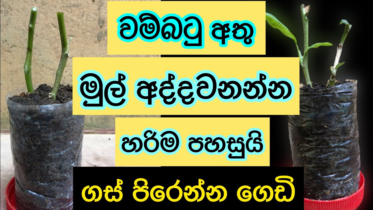 වම්බටු අතු මුල් අද්දවන්න හරිම පහසුයි|ගස් පිරෙන්න ගෙඩි|thuru tv
