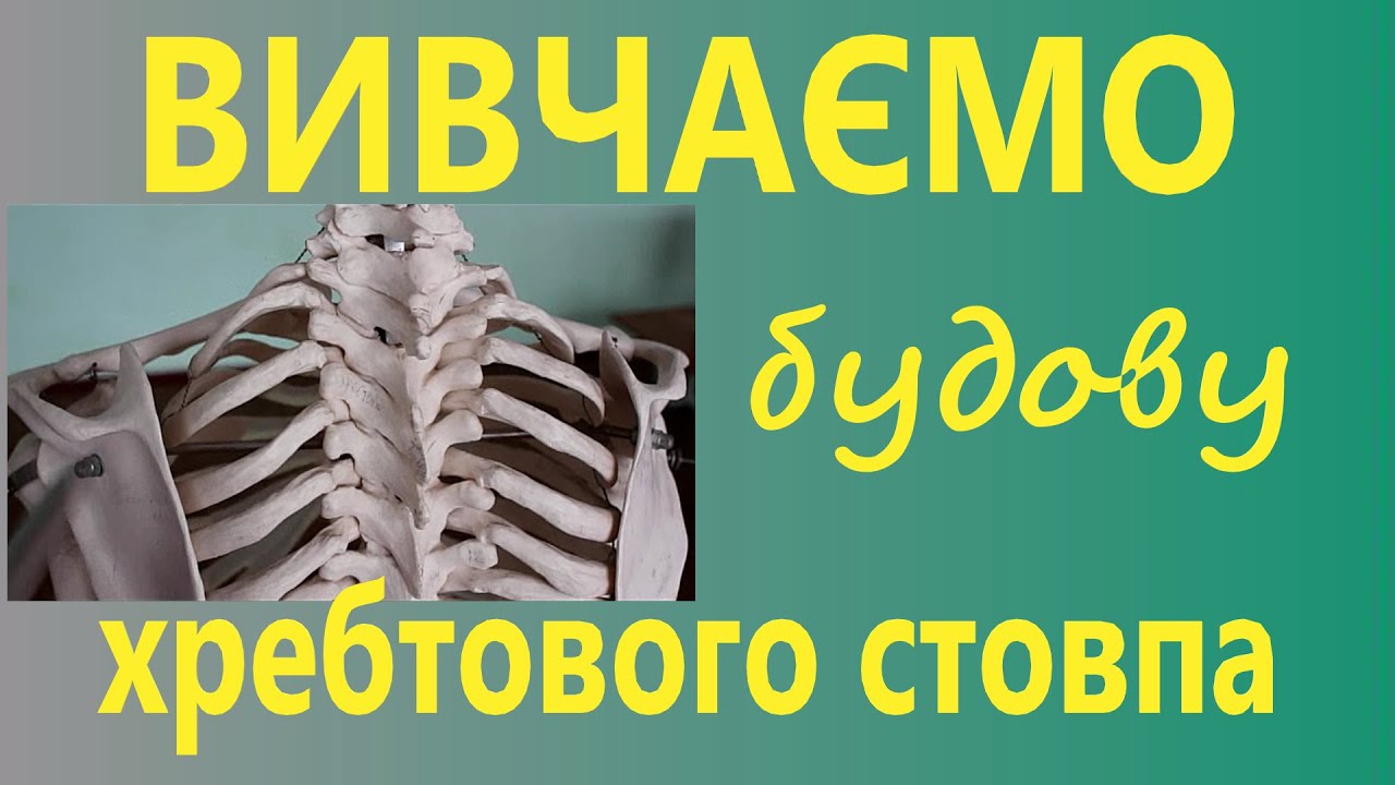Будова  хребтового стовпа