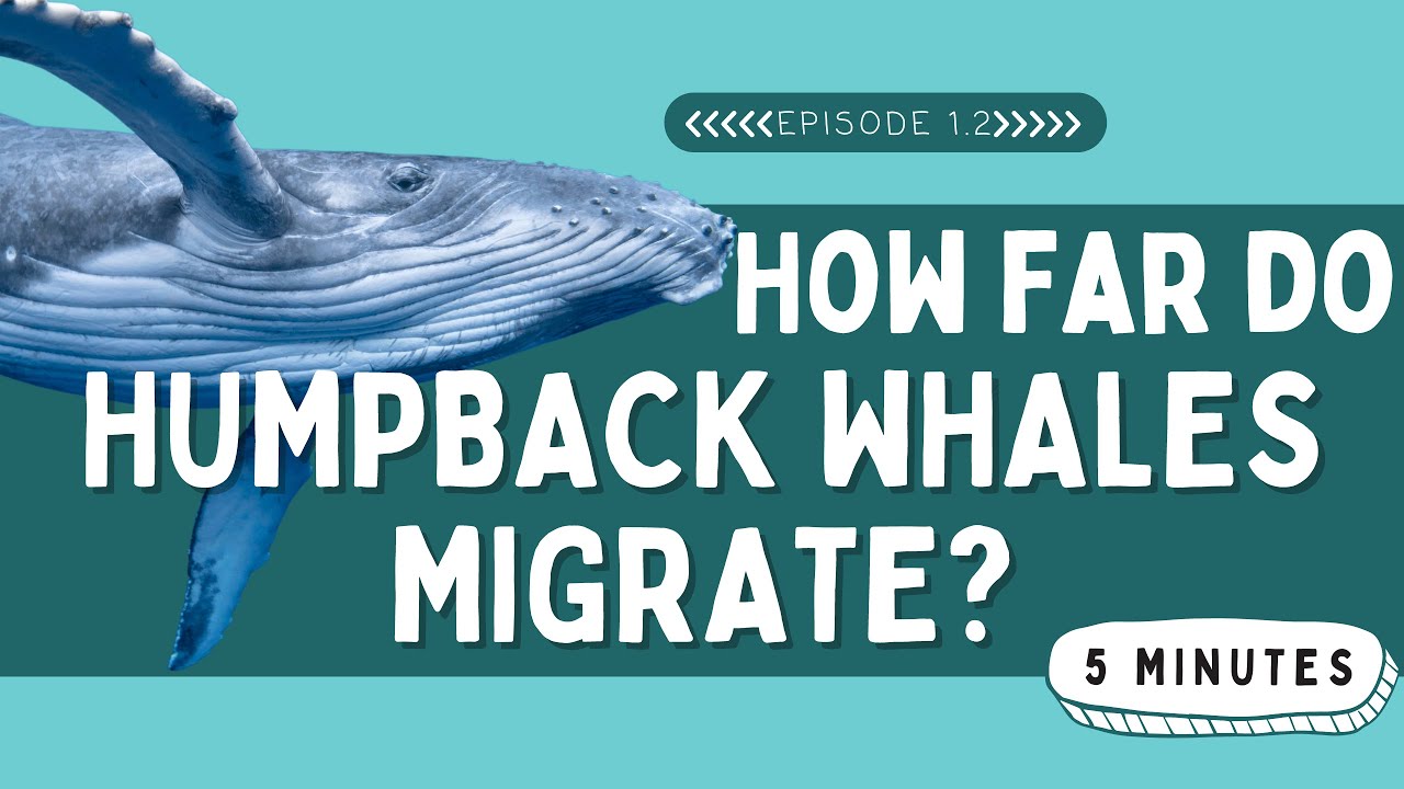 How Far Do Humpback Whales Migrate? | Animal Facts for Kids