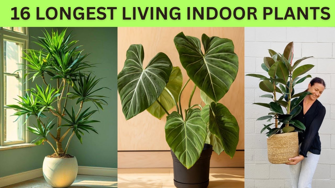 16 Longest Lived Houseplants for Your Indoor Garden | Houseplants That Live Decades