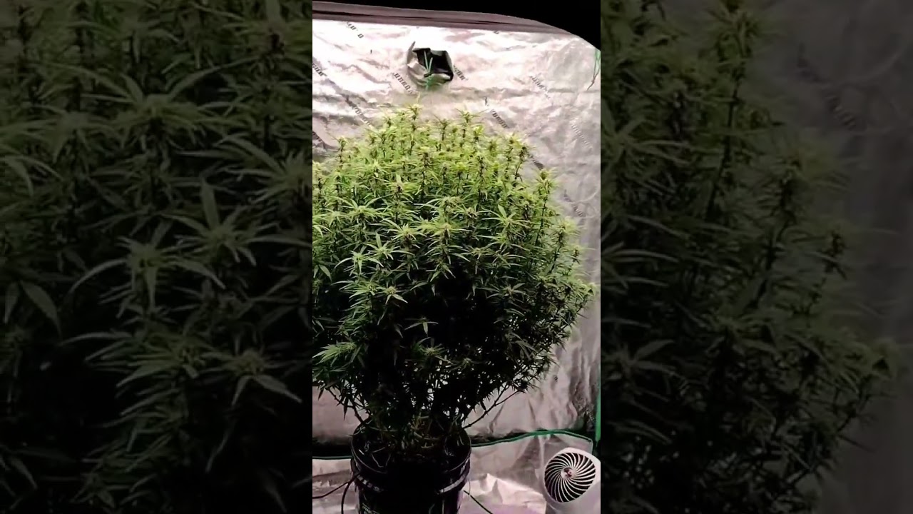 Так Выглядит Do Si Dos 33 от  Barney's Farm
