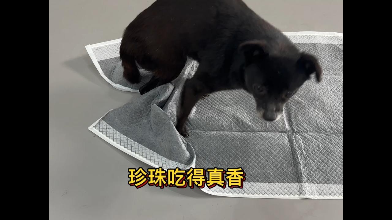 收养的残疾流浪狗，不能像正常小狗一样吃饭，得帮帮她