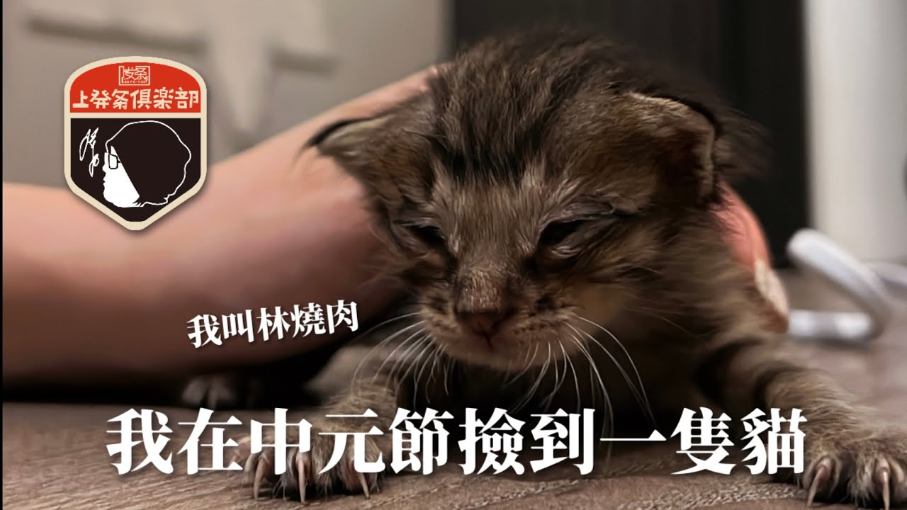 我在中元節撿到一隻貓 #林燒肉