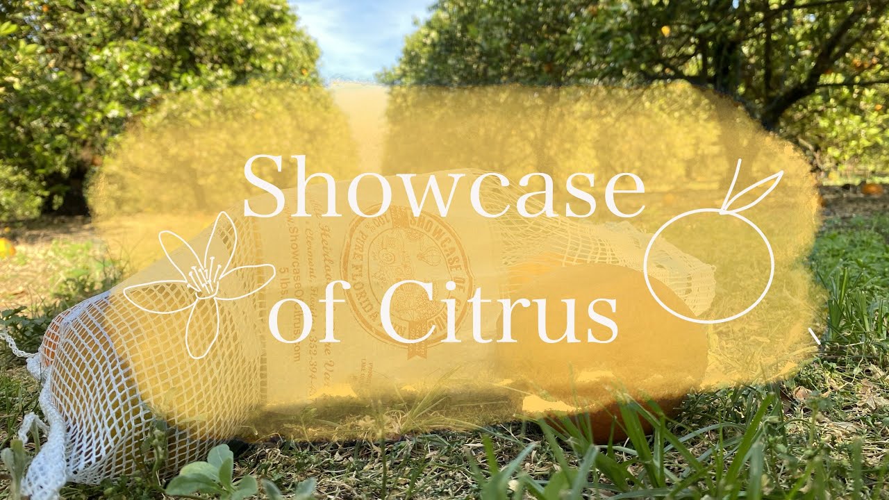 You Can Pick Your Own Citrus! | Huge Florida Citrus Grove | Showcase of Citrus, Clermont FL