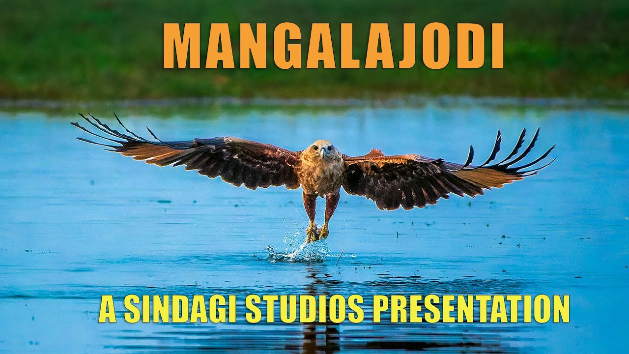 Mangalajodi – Where wildlife photography comes to life!