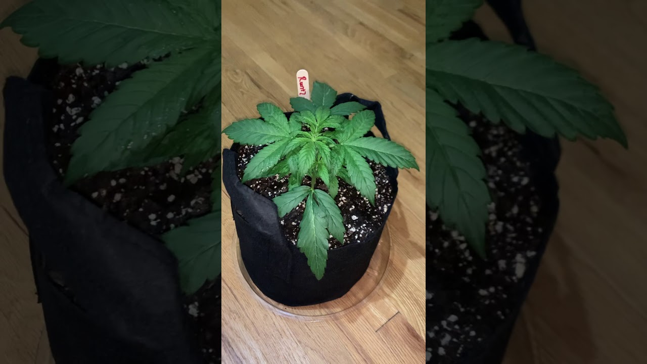 Exclusive Auto Genetics Runtz Autoflower Reversal Breeding Project jan 29th 2021