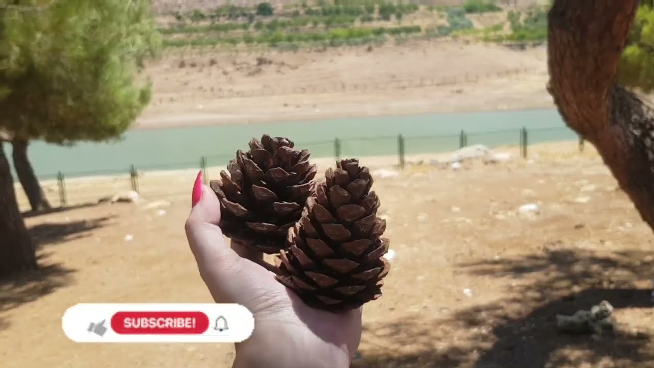 بحيرة زرزر وبحي الروضة #الزبداني Zarzar lake