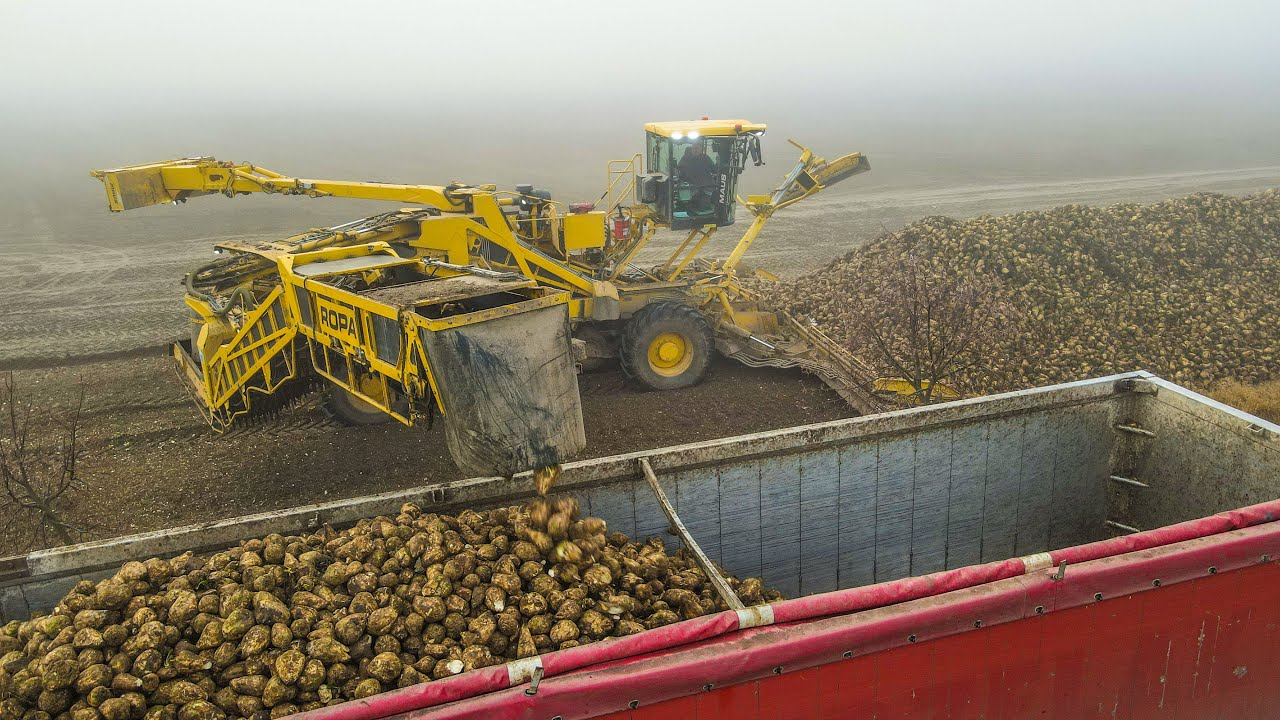 🔥Mglisty Odbiór Buraków 2024 ! 🔥 OHZ Garzyn