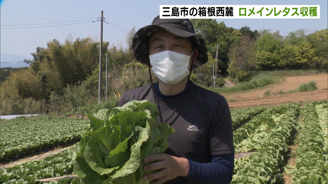 三島市の箱根西麓　ロメインレタス収穫