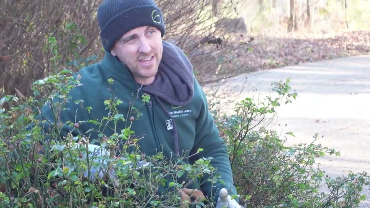 Garvan Woodland Gardens Pruning Demonstration