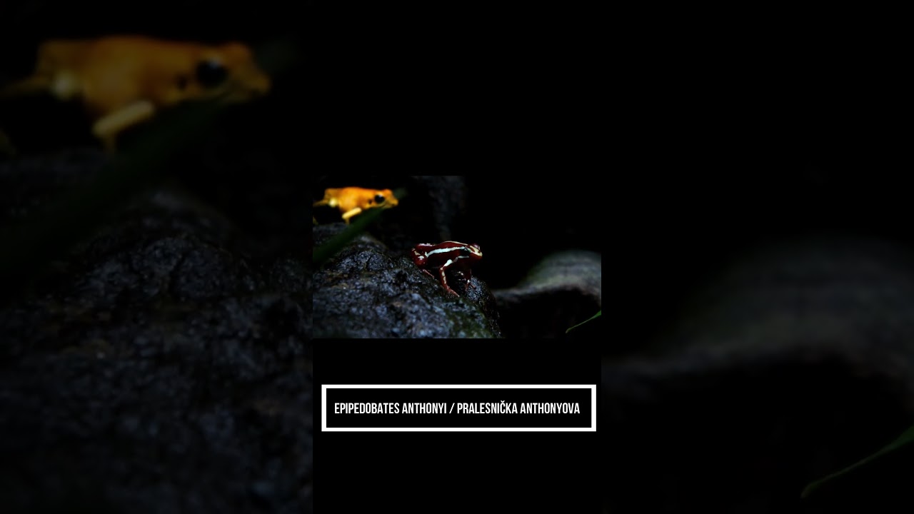 Epipedobates anthonyi#frog #poisonfrog #epipedobates #amphibian #wildlife #nature #reels