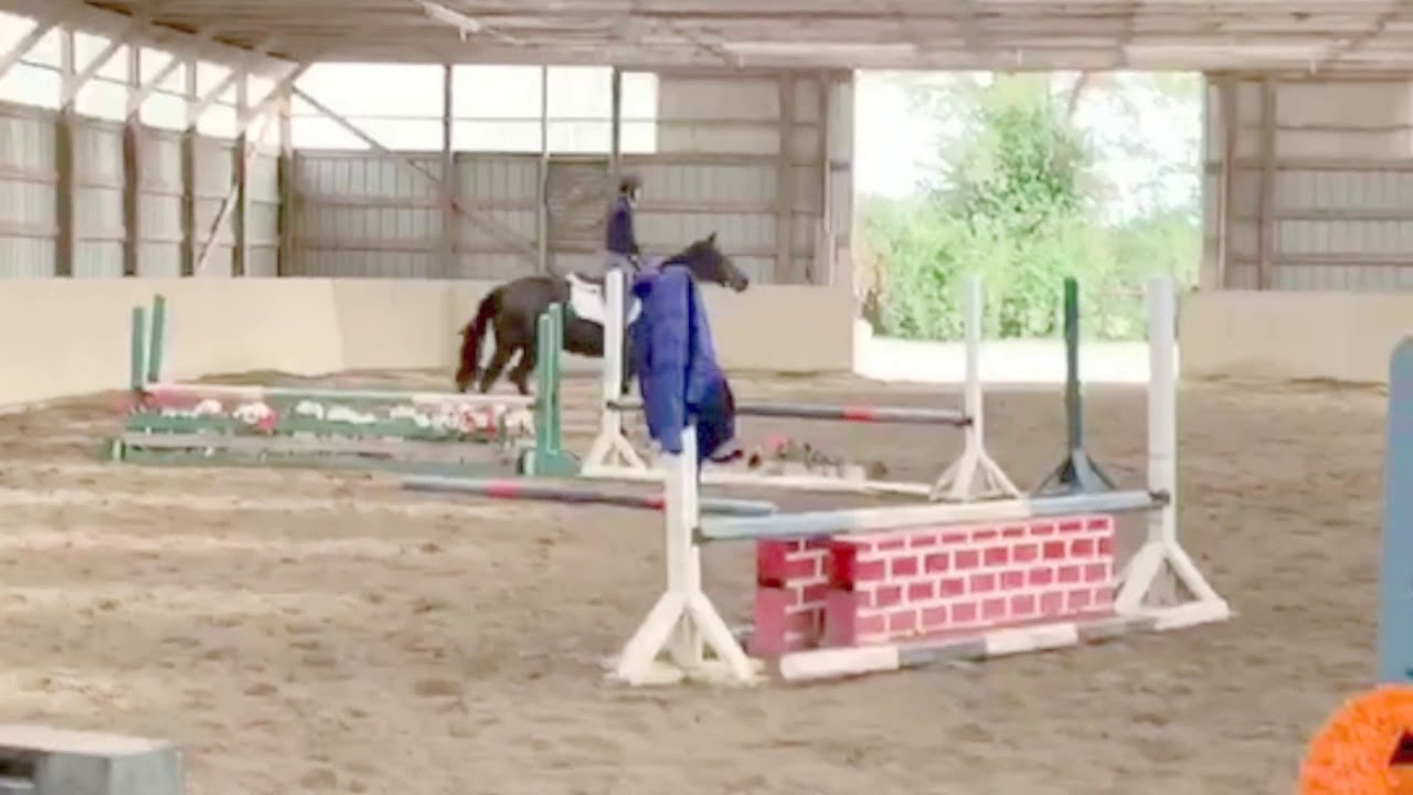 The Life of a Thoroughbred