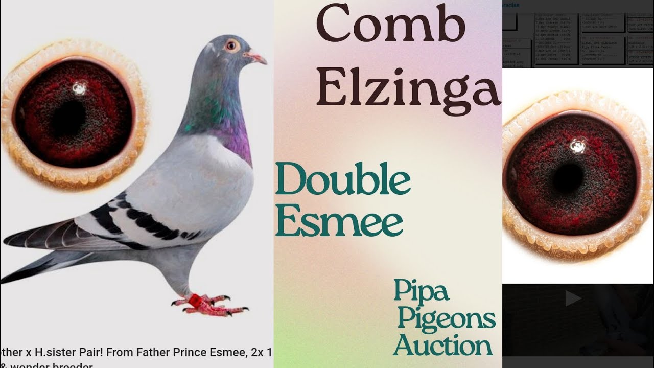 Young Racing Pigeon From The Bedt Breeders Comb Elzinga In Pipa Pigeons Auction