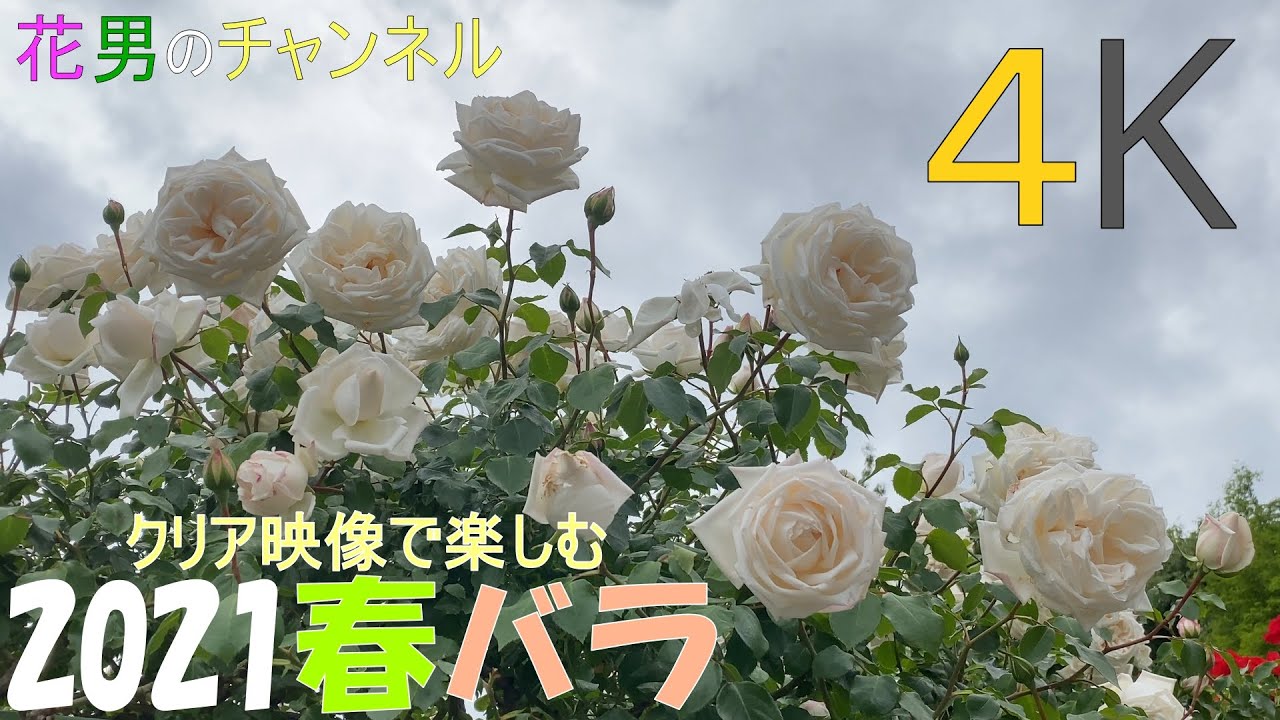 クリア映像で楽しむ2021春バラシリーズ　新雪