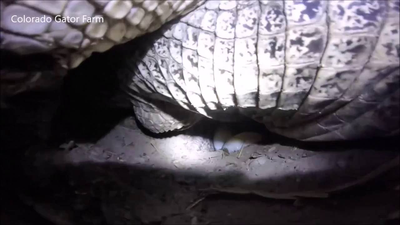 Alligator Laying Eggs at Colorado Gator Farm 2016