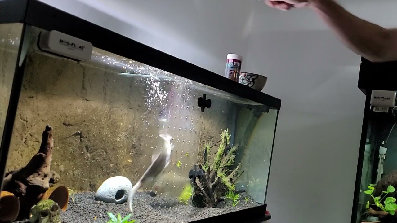 Hoplias malabaricus feeding aka freshwater wolf fish