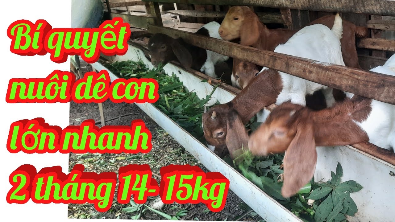 Chia sẻ kinh nghiệm nuôi dê con nhanh lớn, khỏe mạnh rất đơn giản,hiệu quả.#trầntùngtv,#dê sinh sản