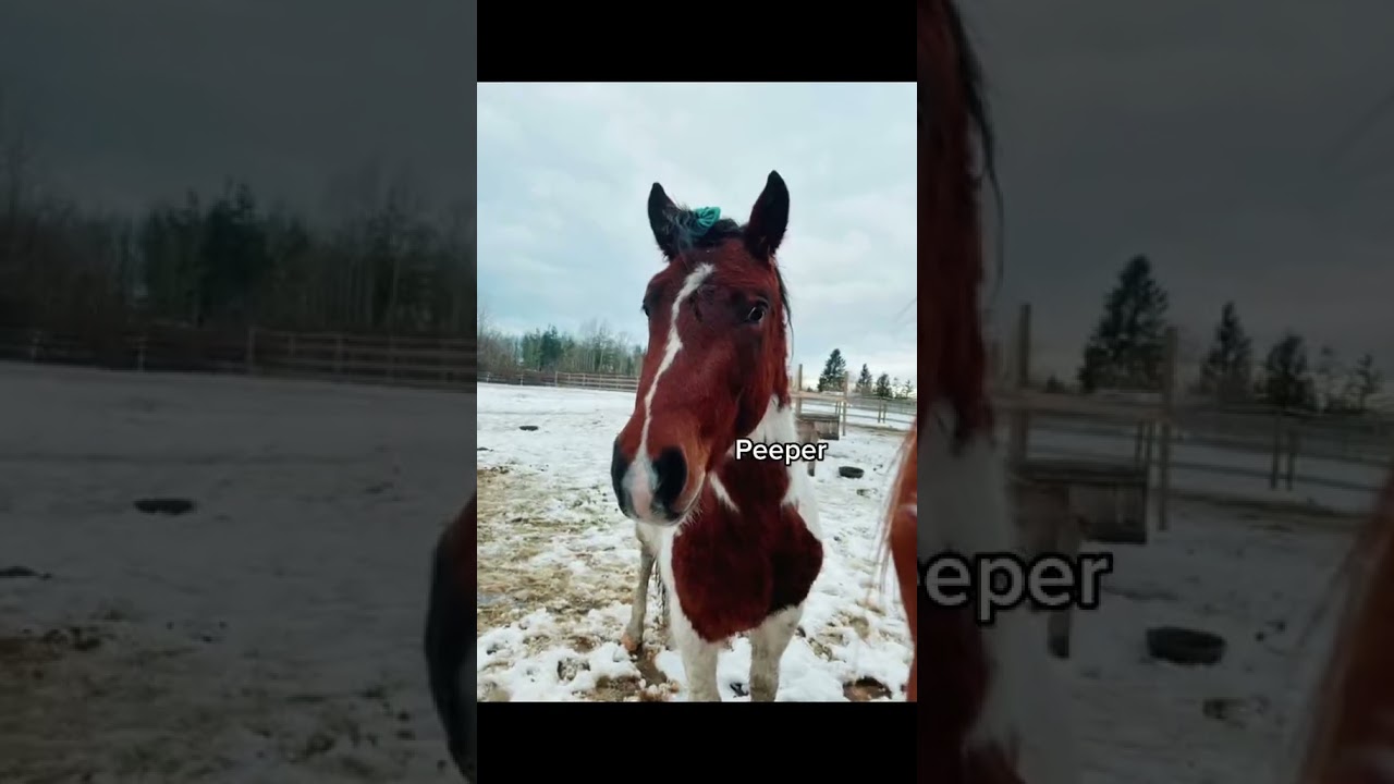 #rescueanimals Pistachio the auction rescue is a man of many names #pistachiothe
