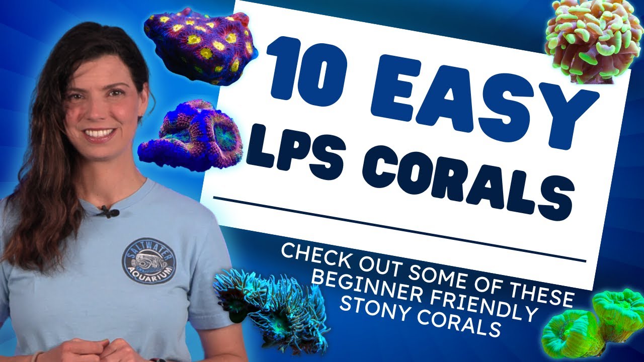 LPS for beginners