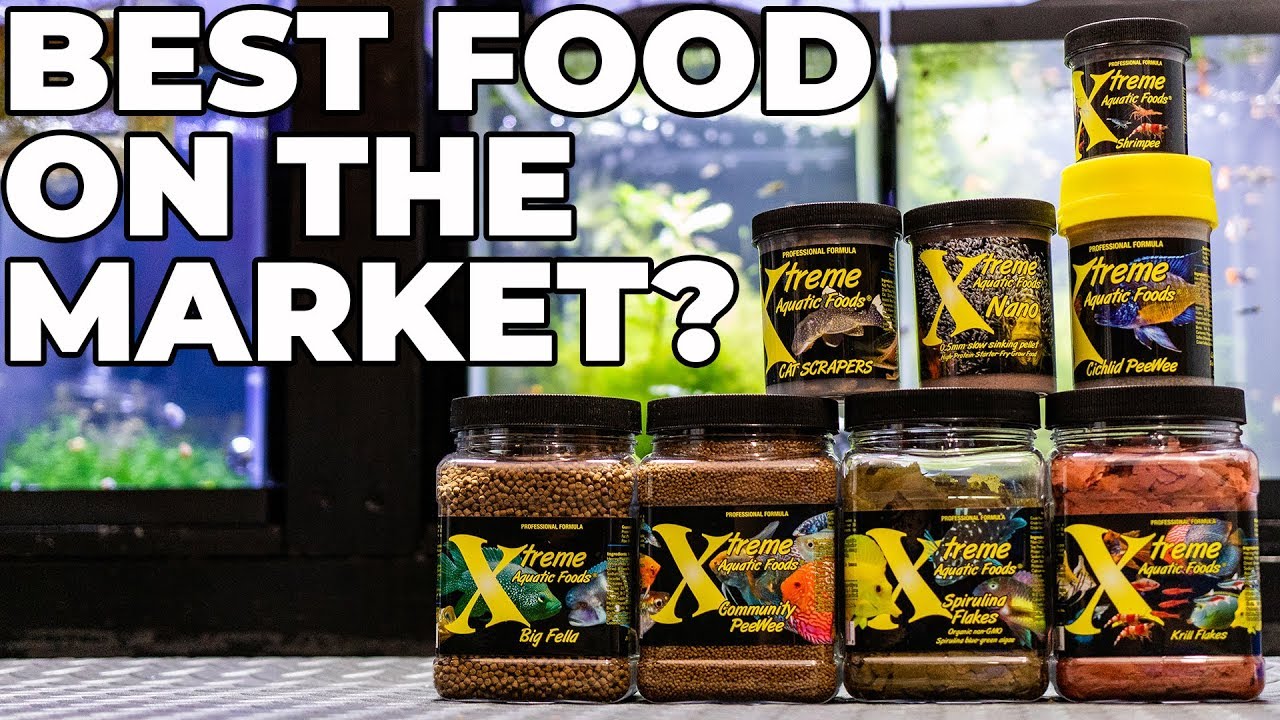 Xtreme Fish Food First Impressions