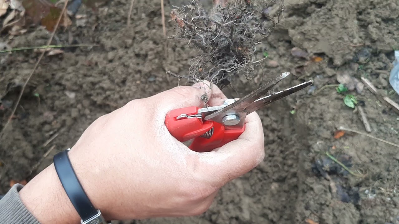 Cum se plantează butasi de Mur și Zmeur Toamna-Primavara ,explicație video pe înțelesul tuturor!