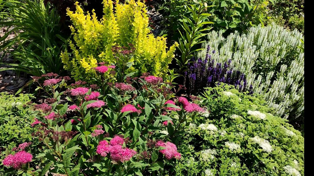 В гостях у Елены в коллекционном саду кустарников 🌿🌿🌿🌲🌲🌲💐walk in a beautiful garden