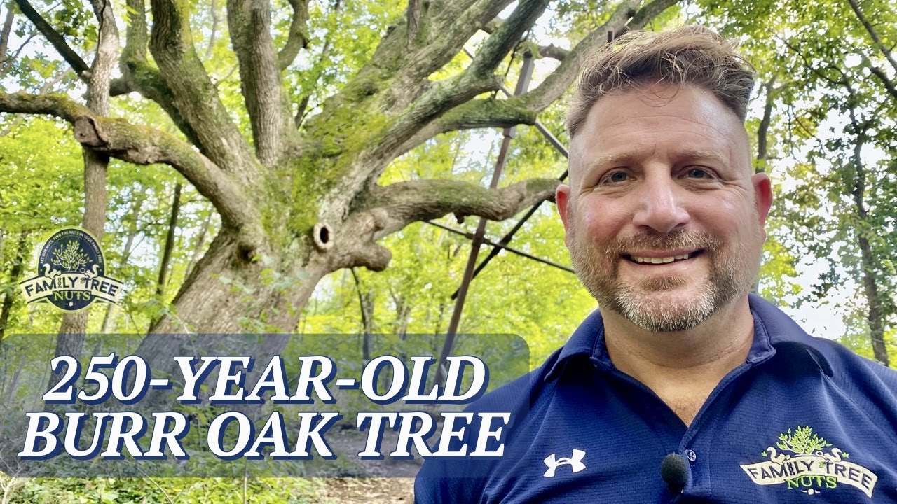 250-YEAR-OLD BURR OAK TREE! LEXINGTON, KENTUCKY HISTORY!