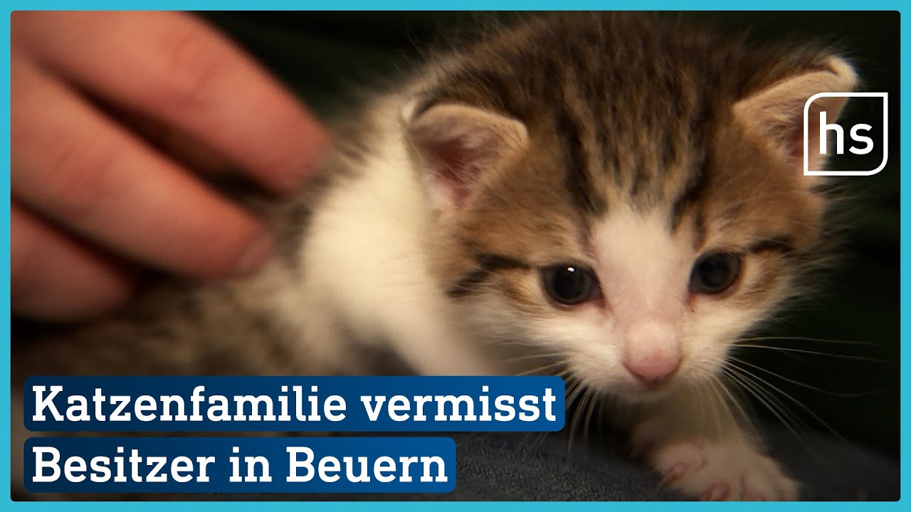 Tierheim Beuern p&auml;ppelt verletzte Katzenmutter auf | hessenschau