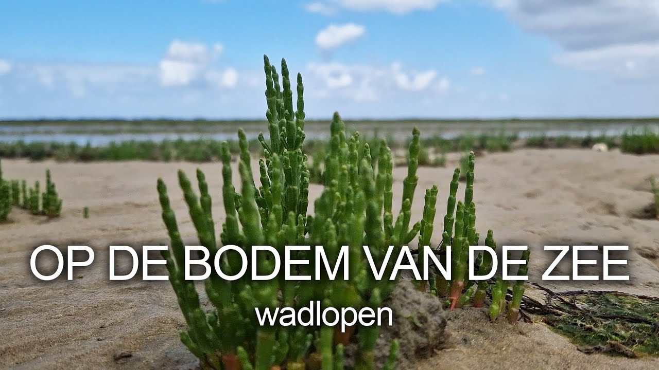 #26 - OP DE BODEM VAN DE ZEE - Wadlopen