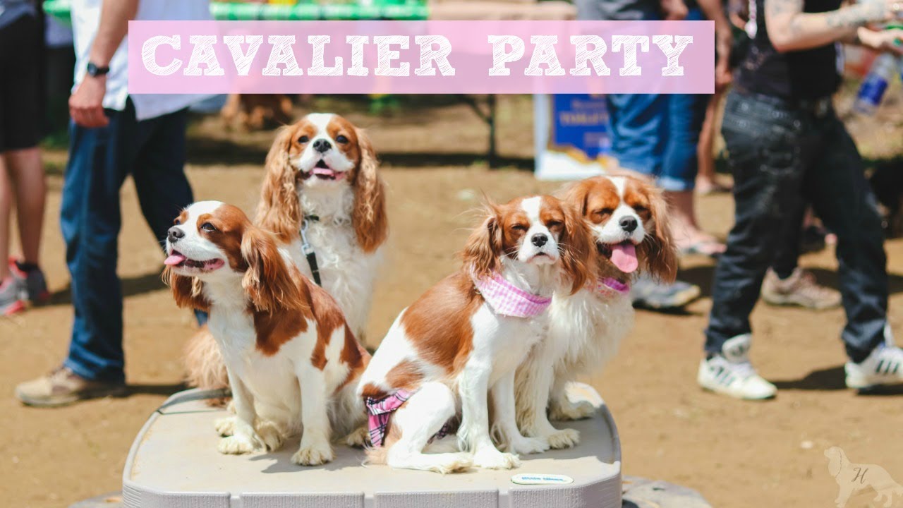 CAVALIER KING CHARLES MEETUP | Herky the Cavalier and Puppy Milton