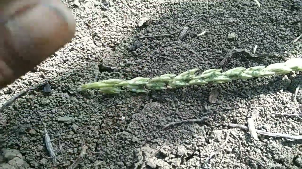 Bahaya bunga jagung untuk cabe saat di tumpang sari, ini yang harus di ketahui