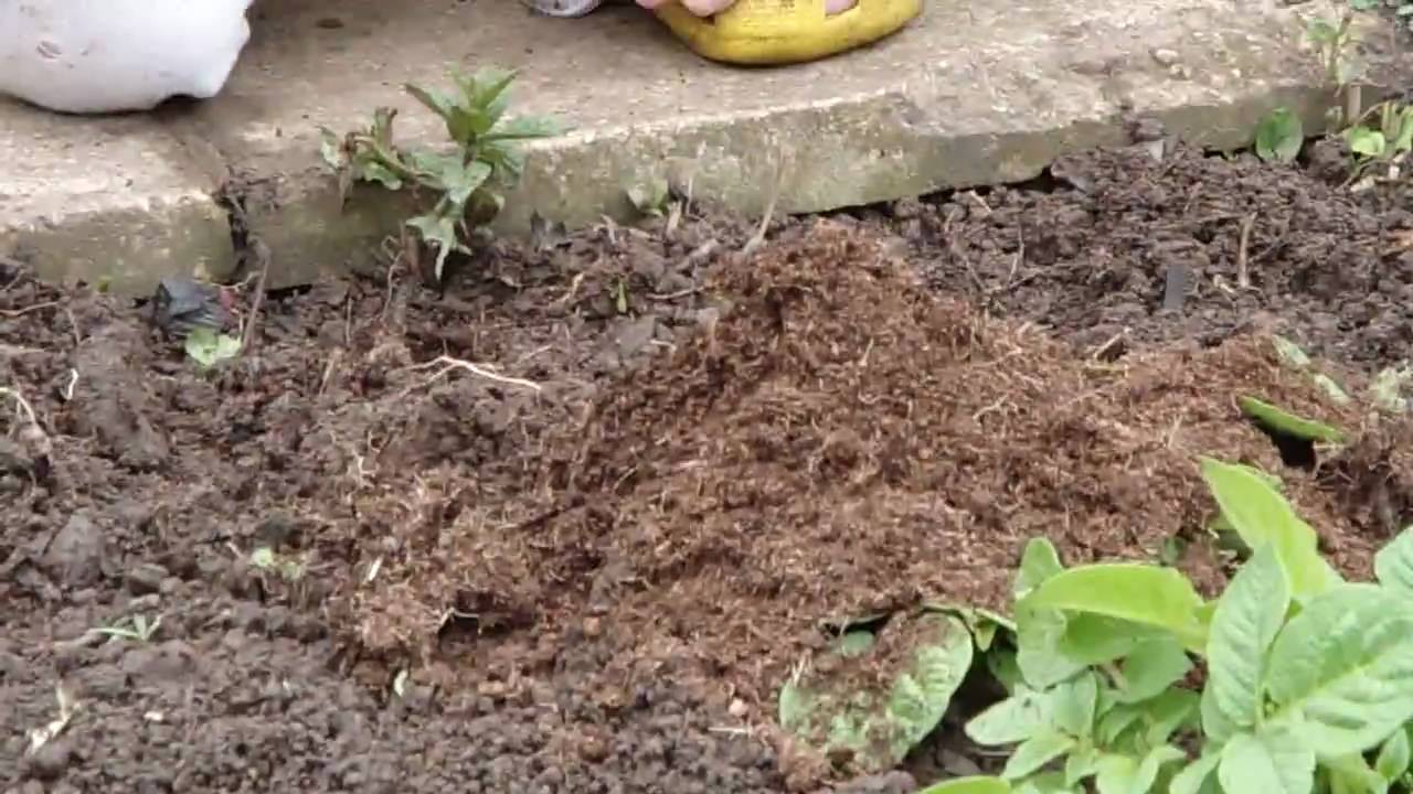 Earthing up potatoes
